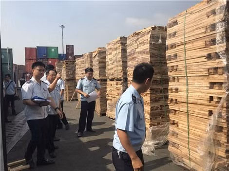 Kiểm tra lô hàng là gỗ xẻ nhưng doanh nghiệp khai báo là ván lạng.