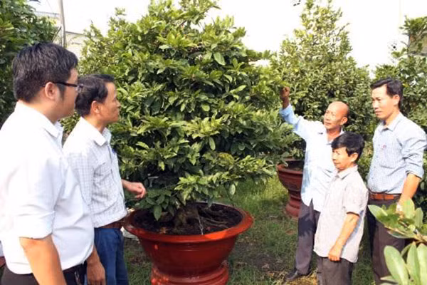 Hội Nông dân quận Thủ Đức đến vườn hướng dẫn hội viên chăm sóc hoa chuẩn bị bán Tết Hội Nông dân quận Thủ Đức đến vườn hướng dẫn hội viên chăm sóc hoa chuẩn bị bán Tết