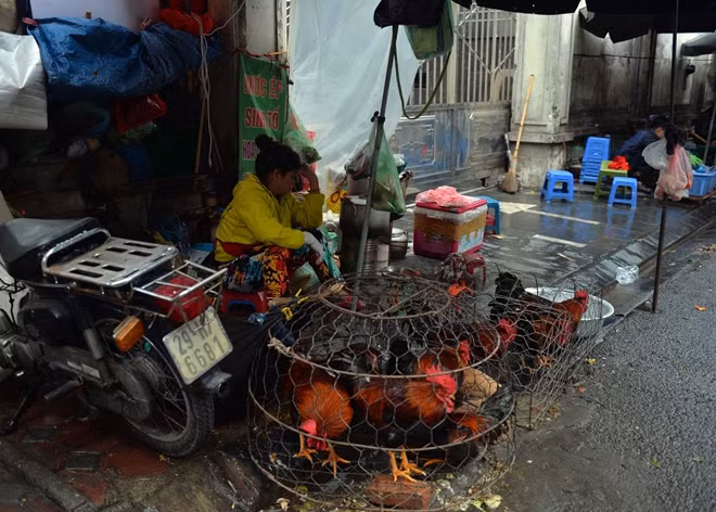 Tuy nhiên, ghi nhận của PV vào chiều 24-1 (tức chiều 30 Tết) năm nay tại nhiều khu chợ dân sinh, chợ tạm tại Đống Đa, Cầu Giấy lại có phần ảm đảm. Nhiều tiểu thương cho biết lượng gà sống được người dân mua giảm nhiều. Một tiểu thương ở chợ Vĩnh Hồ ngồi gà gật trong khi còn rất nhiều gà chưa bán được.