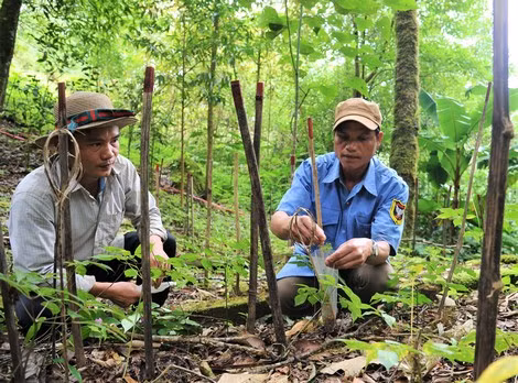 Vườn nhân giống sâm ở Trạm dược liệu Trà Linh.
