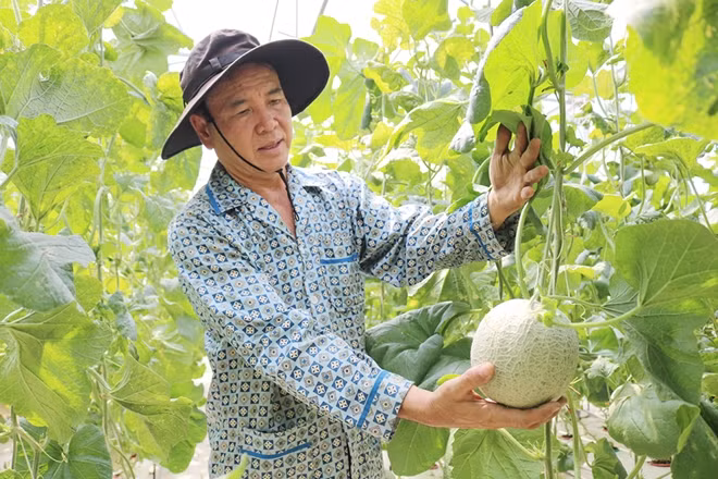 Nông dân liên kết trồng dưa lưới ở Vĩnh Long.