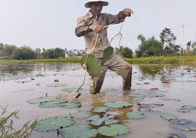 Tỉnh Thừa Thiên-Huế mở rộng diện tích trồng sen.