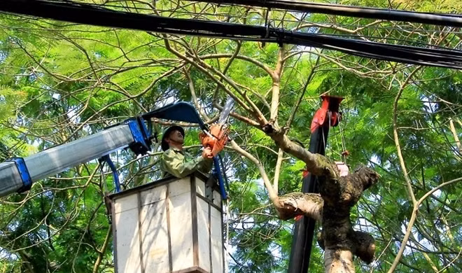 Công nhân tỉa cành trên đường phố Hải Phòng