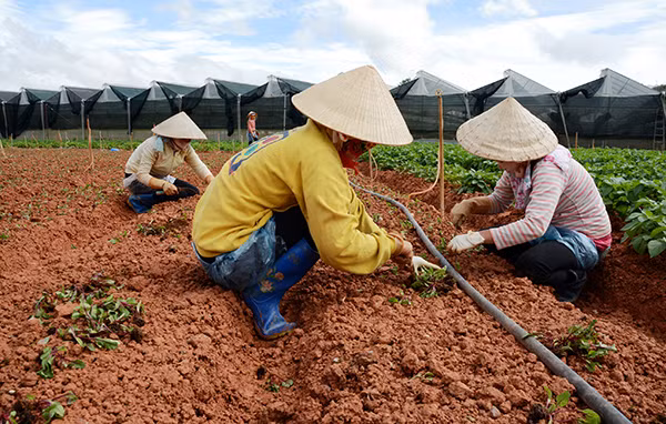 Nhà nông ở Đà Lạt trồng lại rau sau khi phá bỏ lứa rau hư hỏng vì mưa nhiều. Nhà nông ở Đà Lạt trồng lại rau sau khi phá bỏ lứa rau hư hỏng vì mưa nhiều.