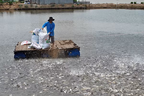 Ngành nuôi trồng, chế biến cá tra ở ĐBSCL đang đứng trước tình trạng thiếu hụt cá tra giống.