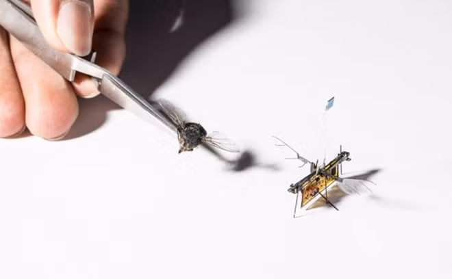 RoboFly siêu nhỏ với kích thước như một chú ruồi.