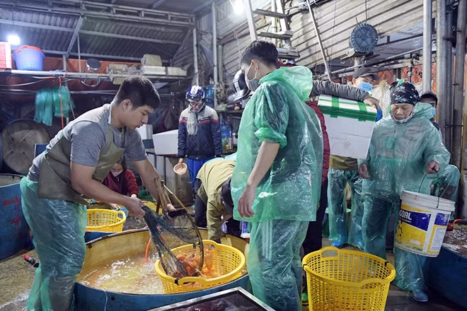 Chia sẻ với PV, một tiểu thương tại chợ cá Yên Sở cho biết, khi chọn mua cá cúng 23 tháng Chạp, nên lưu ý một số điểm như: chọn mua cá không bị tróc vảy, đứt đuôi. Khi mua phải quan sát xem cá có bơi khỏe, lặn sâu hay không. Cá mua phải đuôi dài, mắt sáng…