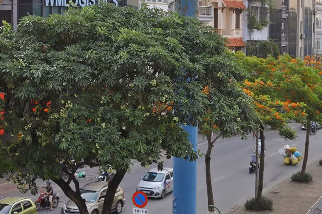 Hà Nội của những ngày tháng 5, nhiều tuyến phố như Duy Tân, Trần Duy Hưng, Nguyễn Du, Trung Hòa, Quán Thánh, Đào Tấn, Nguyễn Khánh Toàn, Nguyễn Chí Thanh..., hoa sữa cũng đang nở rộ, ngào ngạt mùi hương nồng nàn.