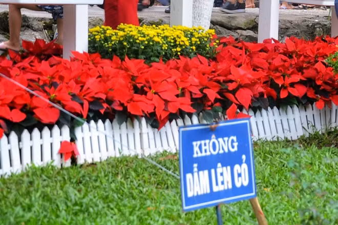 Thật khó để tin rằng họ không hề nhìn thấy tấm biển báo "Không dẫm lên cỏ" được ban quản lý công viên Thủ Lệ đặt ngay trên thảm cỏ xanh.
