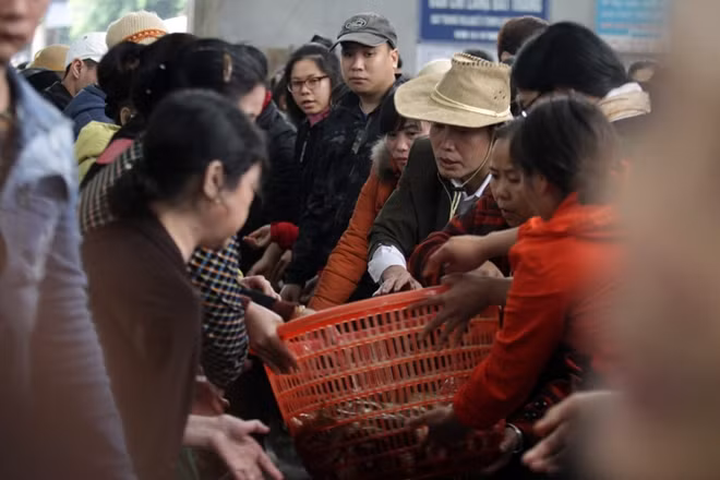 Cá phóng sinh được vận chuyển đến bằng 16 xe ô tô chuyên dụng vận chuyển cá, được trang bị bình ô xy để cá luôn được khỏe nhất, sau đó được hàng nghìn người chuyền tay nhau thả xuống sông Hồng.