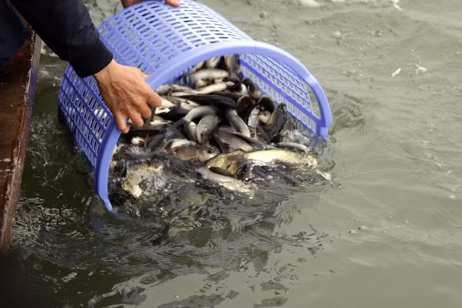 Theo đạo Phật, việc phóng sinh có ý nghĩa là huân tập lòng từ bi yêu thương đối với chúng sinh và khơi gợi đạo đức hiếu sinh, từ đó phát triển được nhiều nền tảng đạo đức khác. Việc phóng sinh sẽ tạo cho con người sức khoẻ, thanh nhàn, vượt qua tai ương. Đây là nét văn hoá khơi gợi lòng từ bi yêu thương chúng sinh, bảo vệ môi trường và cân bằng sinh thái.