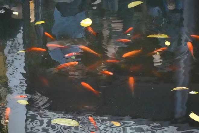 Chục năm trở lại đây, chùa Phúc Khánh được nhiều người dân lựa chọn là nơi lễ Phật cầu an, dâng sao giải hạn vào dịp đầu năm. Ngoài ra, nhiều bạn trẻ cũng tìm đến đây để cầu duyên.