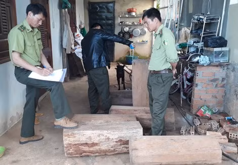 Lực lượng Kiểm lâm lập biên bản hiện trường gỗ thông đỏ tại nhà ông Nguyễn Văn Nhẫn.
