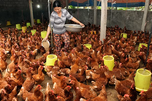 Nhiều người chăn nuôi đang đứng trước nguy cơ thiệt hại vì thịt gà mất giá. Ảnh: CTV