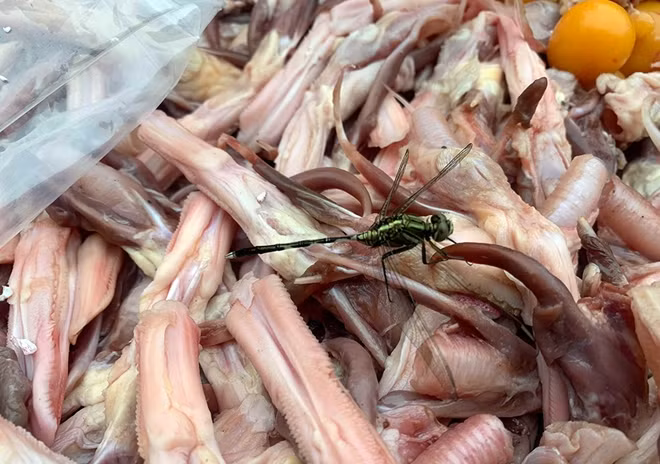 Cận cảnh lưỡi vịt trong một thùng hàng.