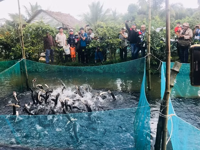 Du khách thích thú khi tham quan điểm du lịch “cá lóc bay” ở Cồn Sơn, quận Bình Thủy, TP Cần Thơ.