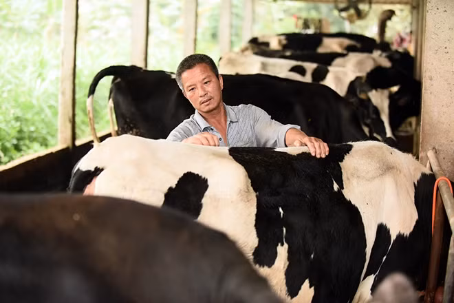 Chương trình “Phát triển ngành sữa” với những kiến thức mới và cập nhật đã giúp người nông dân trở nên chuyên nghiệp hơn đặc biệt trong việc chăm sóc đàn bò và quản lý chuồng trại