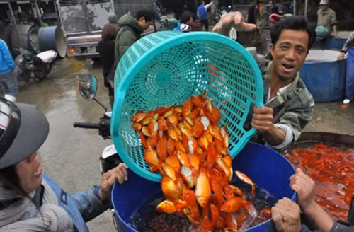 Các thương lái đang chọn cá.
