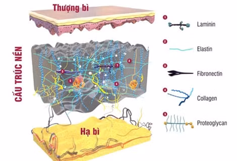 Cấu trúc nền của da.