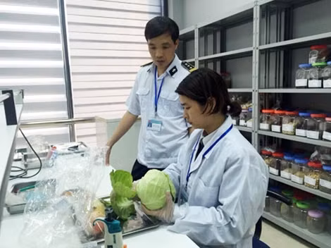 Kiểm nghiệm rau bắp cải bằng tets thử nhanh tại Trạm kiểm dịch thực vật Kim Thành.