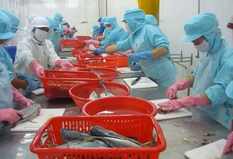 Công nhân làm việc tại nhà máy chế biến thuỷ sản ở ĐBSCL.