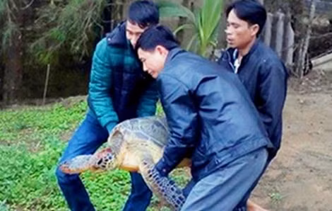 Rùa biển quý hiếm được cứu hộ khi mắc vào ngư lưới cụ trên phá Tam Giang- Cầu Hai vào sáng 28-3.