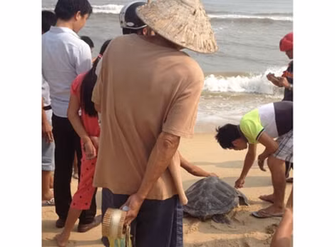 Thời gian qua, ngư dân ở Thừa Thiên- Huế đã thả nhiều cá thể rùa quý hiếm trở lại biển.