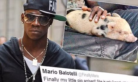 Balotelli nuôi lợn cầu may. Balotelli nuôi lợn cầu may.