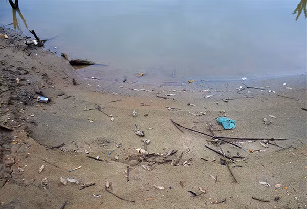Hàng tấn cá rô phi tại hồ thủy điện Sông Tranh 2 bỗng nhiên chết trắng.