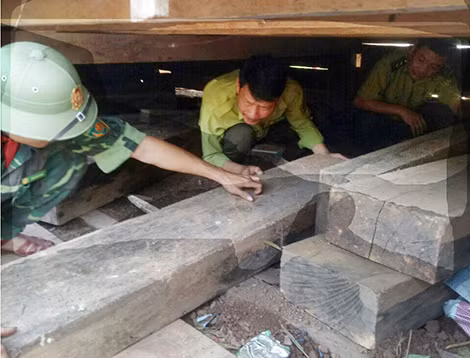 Cơ quan chức năng phát hiện gỗ lậu giấu trong lán.