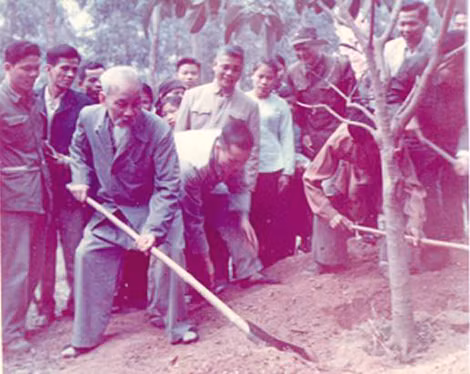 Bác Hồ trồng cây tại đồi Vật Lại, Hà Tây, ngày 16-2-1969.