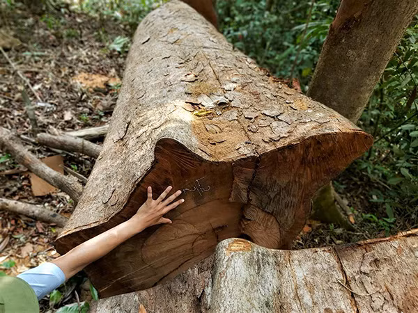 Một cây xoan đoàn bị cưa hạ chưa kịp xẻ phách. Một cây xoan đoàn bị cưa hạ chưa kịp xẻ phách.