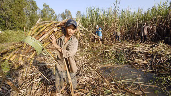 Giá mía thấp, nông dân phải dùng sức trong khâu thu hoạch.
