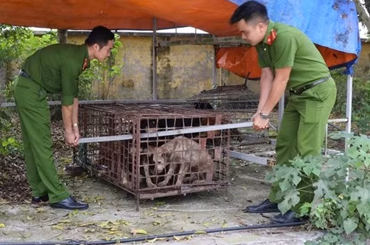Lực lượng chức năng áp tải đàn chó nhà bà An về trụ sở Công an huyện Kim Động.
