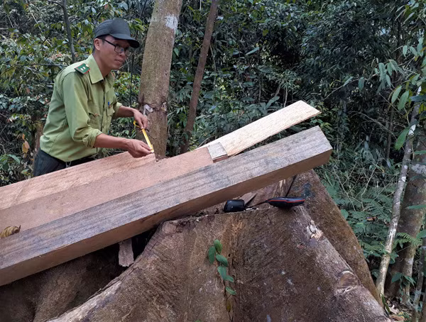 Lực lượng chức năng đo đếm số phách gỗ do “lâm tặc” cưa xẻ bỏ lại rừng chưa kịp chuyển đi. Lực lượng chức năng đo đếm số phách gỗ do “lâm tặc” cưa xẻ bỏ lại rừng chưa kịp chuyển đi.