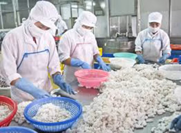 Thiếu nhân lực lao động đang là vấn đề của các công ty xuất khẩu thủy sản. Thiếu nhân lực lao động đang là vấn đề của các công ty xuất khẩu thủy sản.
