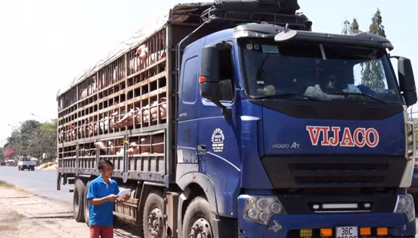 Xe chở lợn thịt vào kiểm tra tại trạm kiểm dịch động vật trên quốc lộ 1 ở huyện Xuân Lộc.