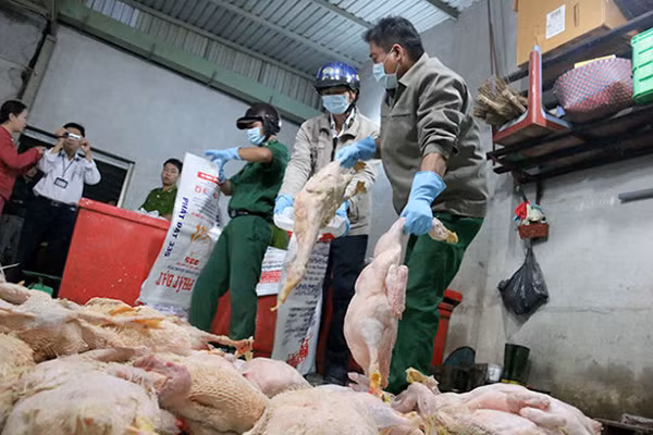Lực lượng chức năng tỉnh Lạng Sơn phát hiện và thu giữ nhiều tấn nầm lợn bốc mùi hôi thối trong những ngày cuối năm.