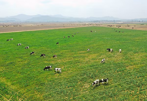 Các trang trại bò sữa Organic của Vinamilk là một trong những điểm nhấn được Hội nghị đánh giá cao.