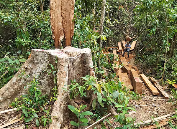 Ngày 6-8, từ trung tâm xã Trà Nú (huyện Bắc Trà My) men theo con đường đất để đi vào khu vực rừng xã Trà Kót bị tàn phá. Sau gần 3 giờ đi bộ, vượt qua nhiều con dốc chúng tôi đến được khu vực được gọi là rừng ma (thôn 1, xã Trà Kót). Ngày 6-8, từ trung tâm xã Trà Nú (huyện Bắc Trà My) men theo con đường đất để đi vào khu vực rừng xã Trà Kót bị tàn phá. Sau gần 3 giờ đi bộ, vượt qua nhiều con dốc chúng tôi đến được khu vực được gọi là rừng ma (thôn 1, xã Trà Kót).