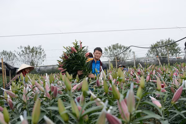 Nhiều vườn chỉ còn trơ lại cành và gốc bởi người trồng đã cắt hoa sớm.
