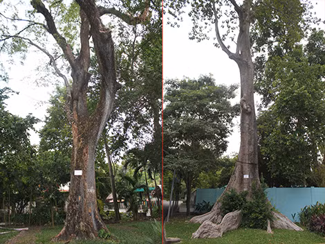 Một “cụ” Giáng hương được cho là ngang tuổi với Thảo cầm viên (ảnh trái); một “cụ” Tung có gốc và rễ khá ấn tượng.