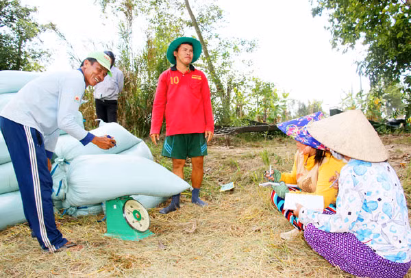 Hiện giá lúa vụ Đông Xuân 2018-2019 thấp hơn khá nhiều so với cùng kỳ.