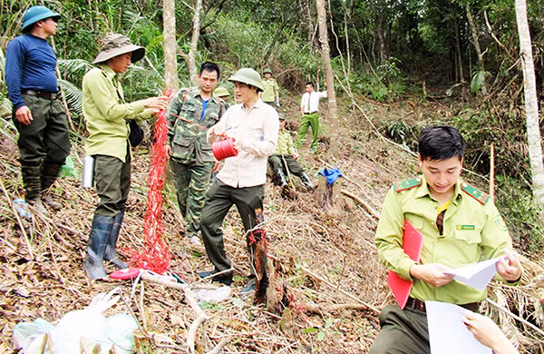 Cơ quan chức năng tiến hành đánh giá thiệt hại do hành vi hủy hoại rừng.