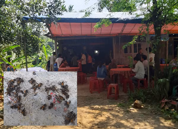 Thi thể của ông Nghiêm được gia đình đưa về lo hậu sự. Ảnh nhỏ: Những con ong do người dân bắt được trên người ông Nghiêm tại trạm y tế xã Phước Hiệp. Thi thể của ông Nghiêm được gia đình đưa về lo hậu sự. Ảnh nhỏ: Những con ong do người dân bắt được trên người ông Nghiêm tại trạm y tế xã Phước Hiệp.