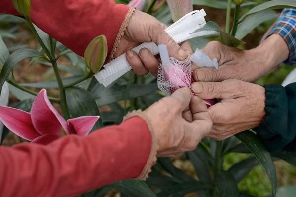 Người dân phải sử dụng lưới để chụp đầu bông hoa ly.