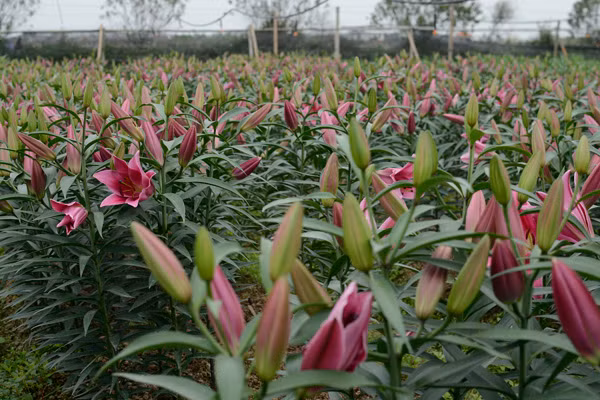 Theo người dân trồng hoa, 70% diện tích trồng hoa ly đã bung nở tại làng hoa Tây Tựu ở quận Bắc Từ Liêm và xã Hạ Mỗ, huyện Đan Phượng, Hà Nội.