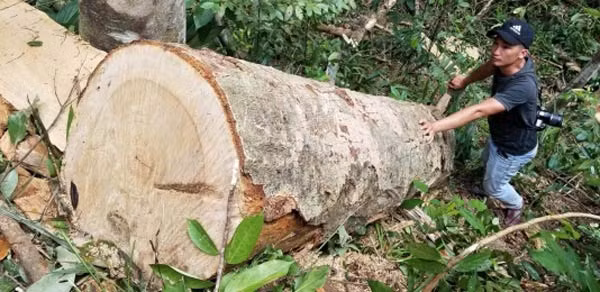Hiện trường khai thác gỗ trái phép.