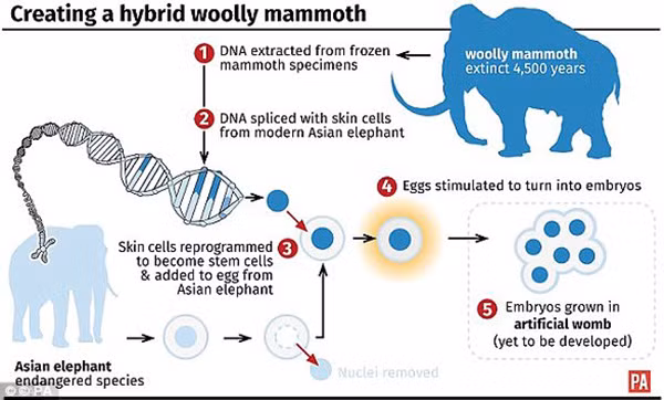 Kỹ thuật được sử dụng rộng rãi nhất có tên CRISPR/Cas9 cho phép các nhà khoa học tạo ra một động vật lai từ hóa thạch của voi ma mút được bảo tồn và hợp nhất nó với các tế bào từ một con voi sống. Hai loài chia sẻ 99,4% DNA của chúng.