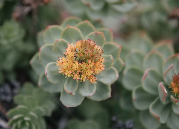 Được biết đến như là "nhân sâm Bắc cực" ở Greenland, Rhodiola là loại dược thảo phát triển ở những vùng vịnh hẹp. Ngày nay, loại cây này được biết đến khắp thế giới như là một cây thuốc. Ảnh: CNN.